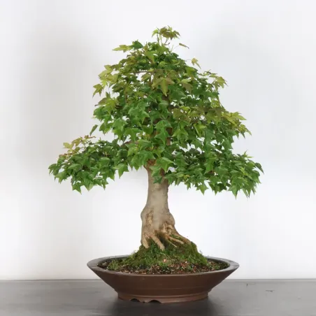 Bonsai Maple Burger AB-2-8