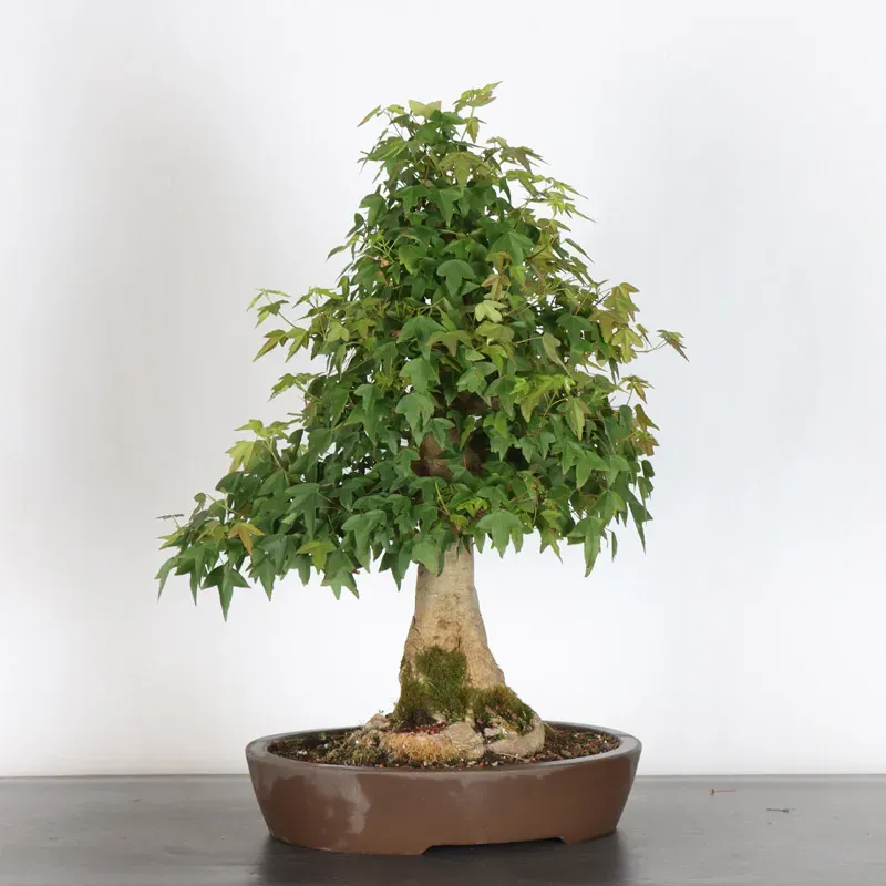 image supplémentaire - Maple "ACER BUERGÉRIANUM" 3-18