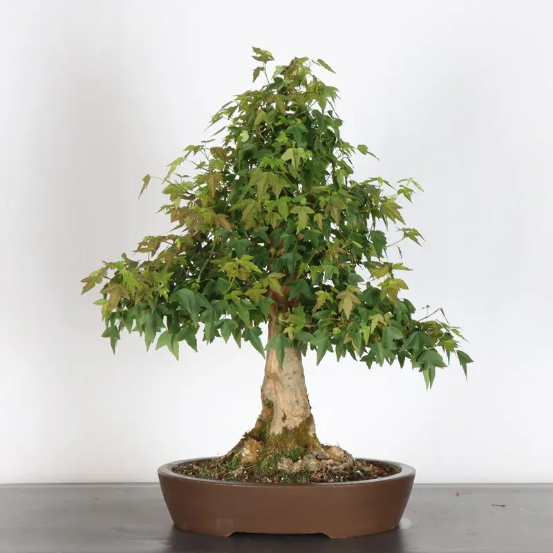 Maple "ACER BUERGÉRIANUM" 3-18