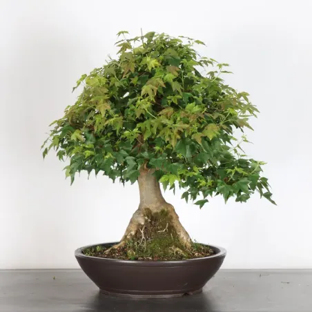 image supplémentaire - Érable "ACER BUERGÉRIANUM" 5-1