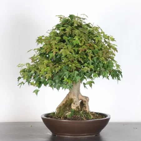 Bonsai Maple Burger AB-5-1