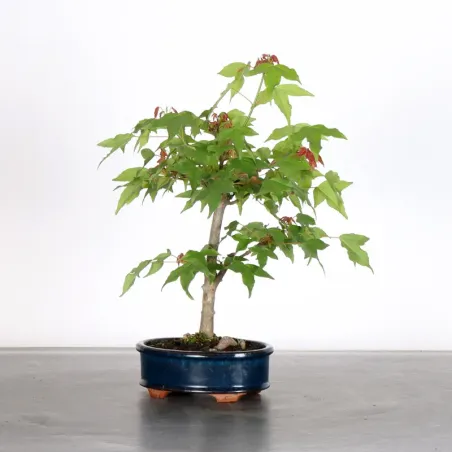 Bonsai Maple Burger AB-1-8
