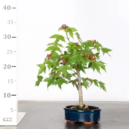 image supplémentaire - Maple "ACER BUERGERIANUM" 1-8