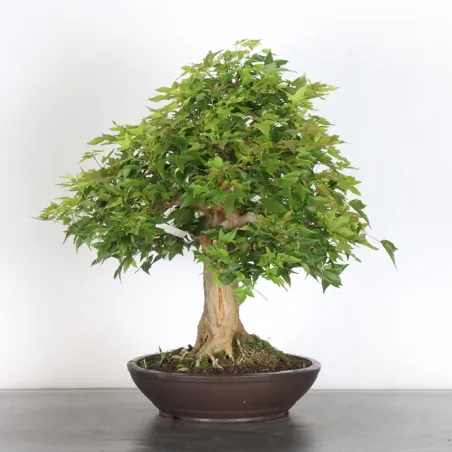 Maple "ACER BUERGÉRIANUM"  5-5