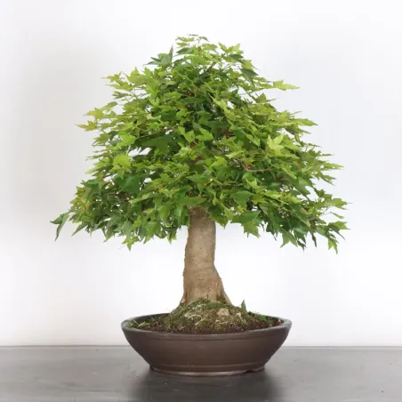 image supplémentaire - Maple "ACER BUERGÉRIANUM"  5-5
