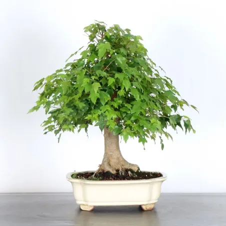 image supplémentaire - Érable "ACER BUERGÉRIANUM" 3-7