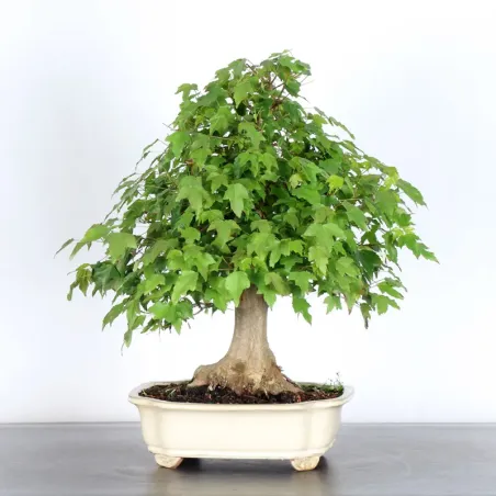 Bonsai Erable Burger AB-3-7