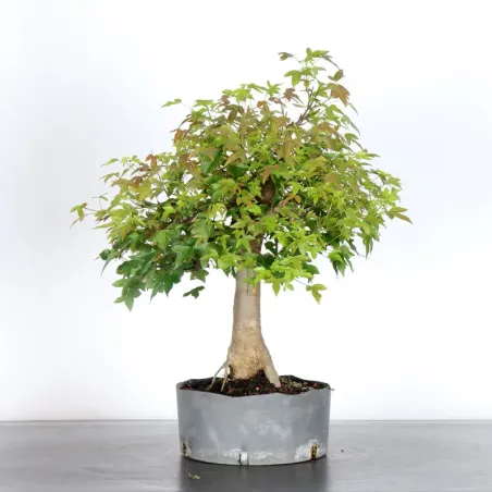 Érable "acer buergérianum" 3-25