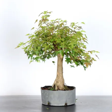 image supplémentaire - Érable "acer buergérianum"...