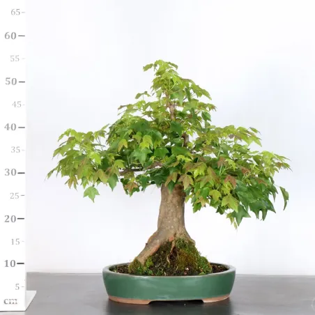 image supplémentaire - Érable "ACER BUERGÉRIANUM" 2-3