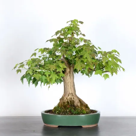 Bonsai Maple Burger AB-2-3