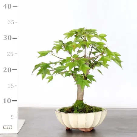image supplémentaire - Érable "ACER BUERGÉRIANUM" 1-1
