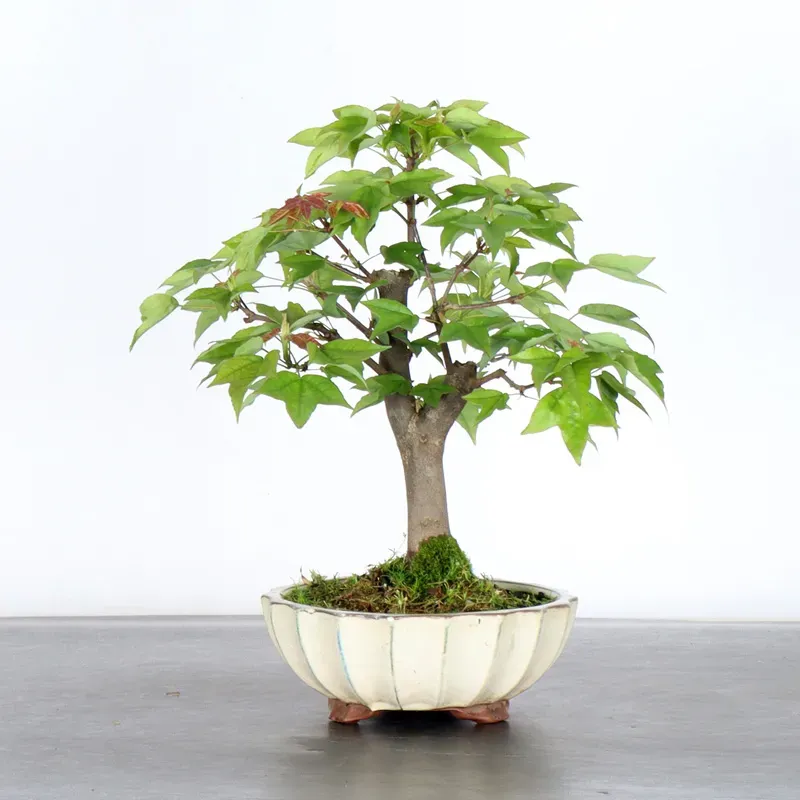Maple "ACER BUERGÉRIANUM" 1-1