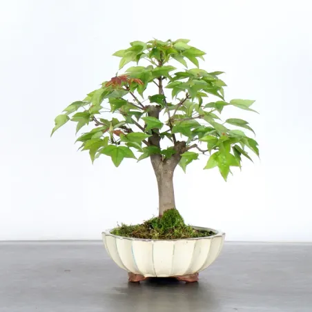 Maple "ACER BUERGÉRIANUM" 1-1