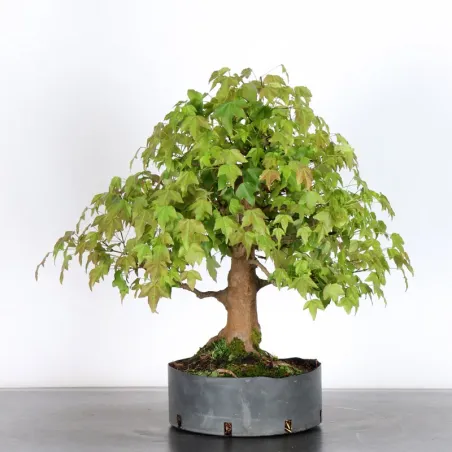 image supplémentaire - maple "acer buergerianum" 3-17