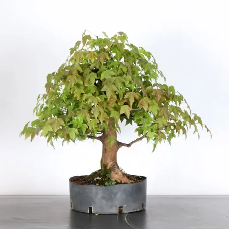 Bonsai Erable Burger AB-3-17