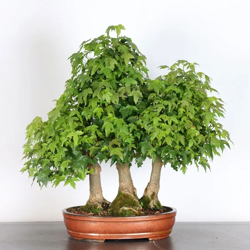 Maple forest "ACER BUERGÉRIANUM" 3-23