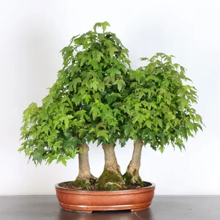 Maple forest "ACER BUERGÉRIANUM" 3-23