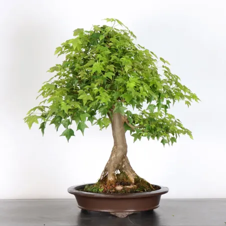image supplémentaire - Acer buergerianum 5-4