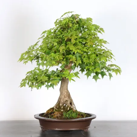 Bonsai Erable Burger AB-5-4