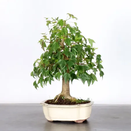image supplémentaire - Maple "ACER BUERGERIANUM" 1-4
