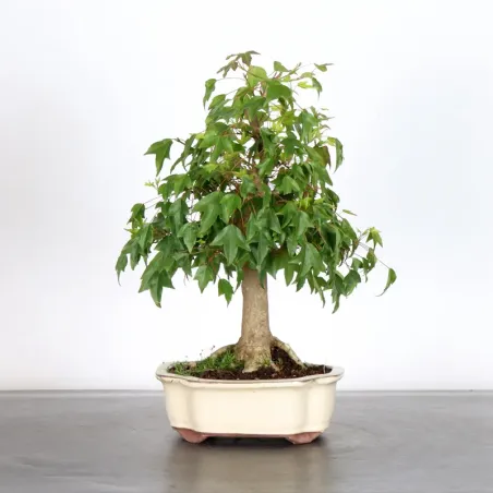 Bonsai Erable Burger AB-1-4