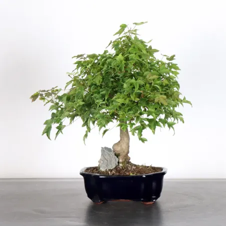 image supplémentaire - Maple "ACER BUERGERIANUM"...