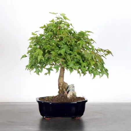 Bonsai Erable Burger AB-1-6