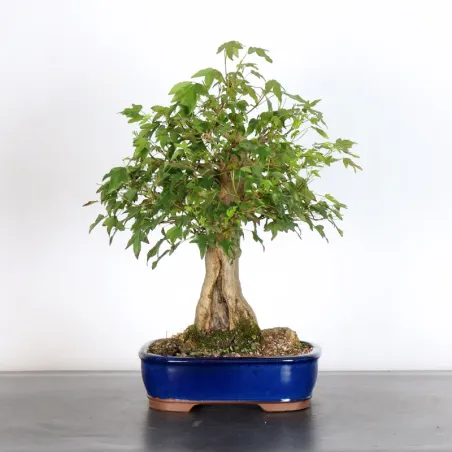Bonsai Maple Burger AB-2-2
