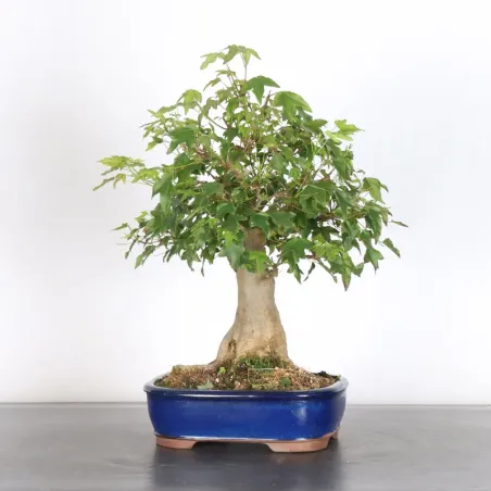 image supplémentaire - Maple "acer buergerianum" 2-2