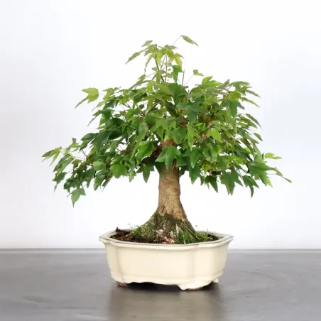 Maple "ACER BUERGERIANUM" 1-2