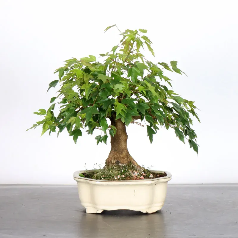 image supplémentaire - Maple "ACER BUERGERIANUM" 1-2