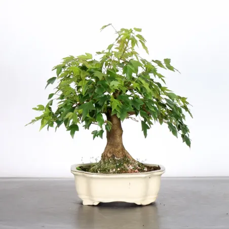 image supplémentaire - Maple "ACER BUERGERIANUM" 1-2