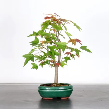 Bonsai Maple Burger AB-2-1