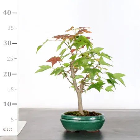 image supplémentaire - Érable "ACER BUERGÉRIANUM" 2-1