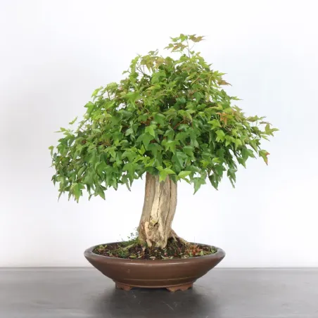 Maple "acer buergerianum" 3-10