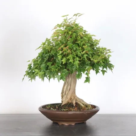 image supplémentaire - Érable "ACER BUERGÉRIANUM"...