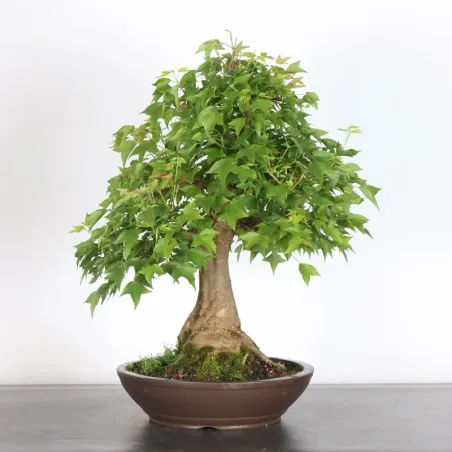 image supplémentaire - Érable "ACER BUERGÉRIANUM" 4-7