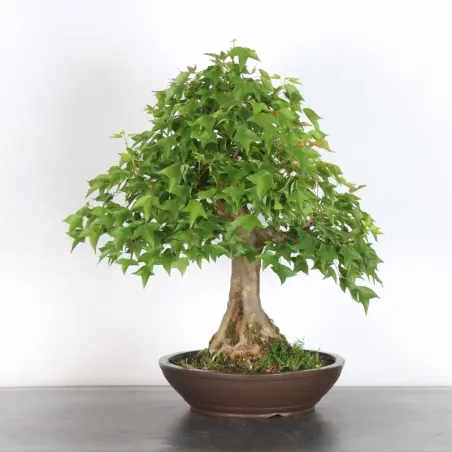 Bonsai Maple Burger AB-4-7