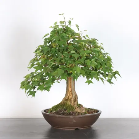Bonsai Erable Burger AB-4-8