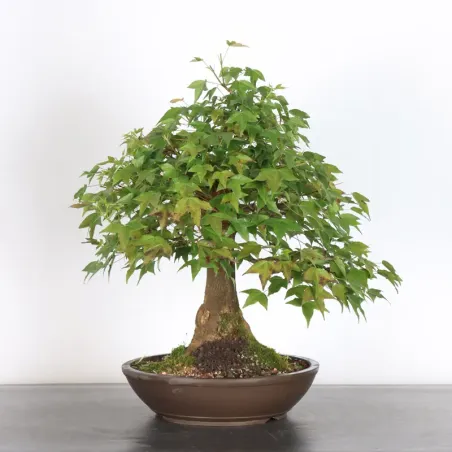 image supplémentaire - maple "acer buergerianum"...