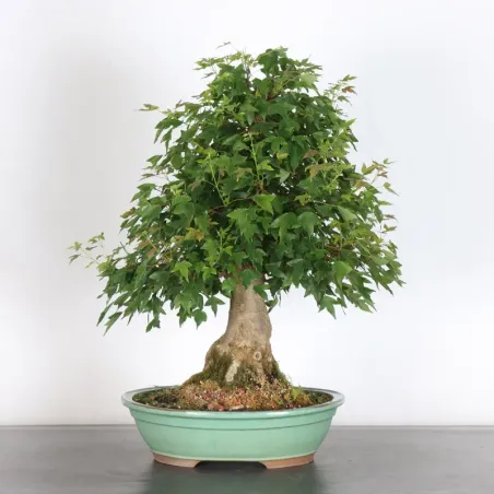 image supplémentaire - Maple "ACER BUERGÉRIANUM" 3-16