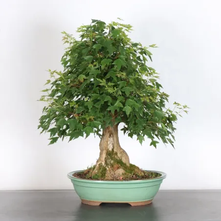 Érable "ACER BUERGÉRIANUM" 3-16