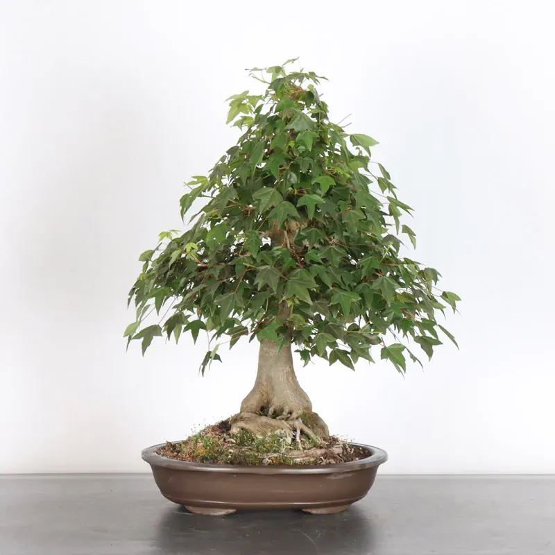 Bonsai Maple Burger AB-3-4