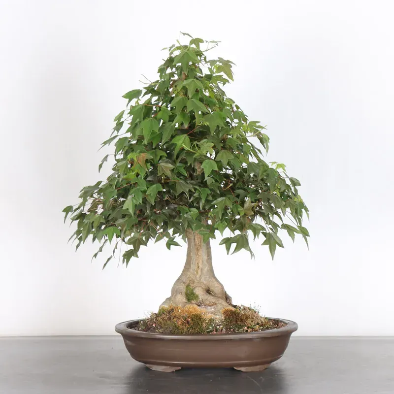 image supplémentaire - Maple "acer buergerianum" 3-4
