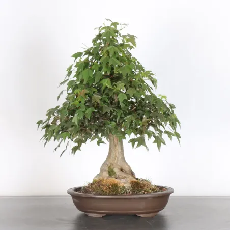image supplémentaire - Maple "acer buergerianum" 3-4