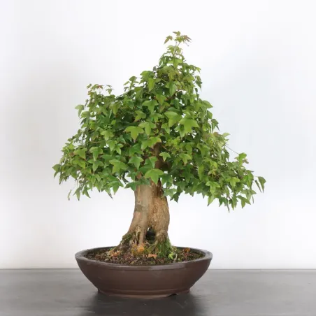 image supplémentaire - Érable "ACER BUERGÉRIANUM" 4-3
