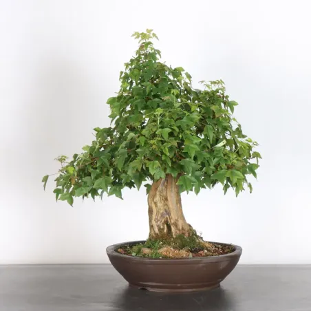 Bonsai Erable Burger AB-4-3