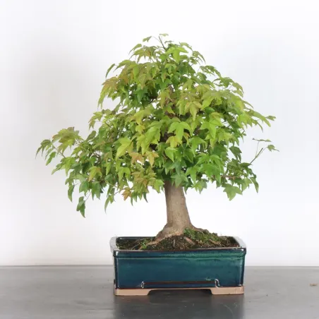 Érable "ACER BUERGÉRIANUM" 1-28