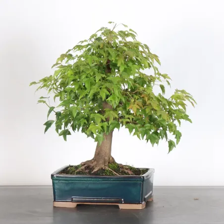 image supplémentaire - Érable "ACER BUERGÉRIANUM"...